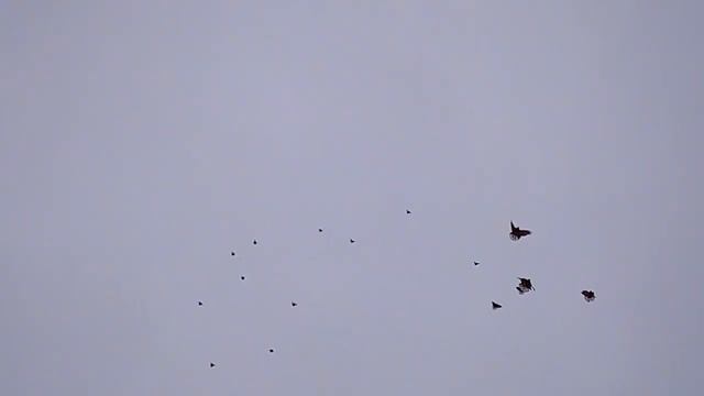 Николаевские голуби! 09 01-2020 г. смотреть онлайн