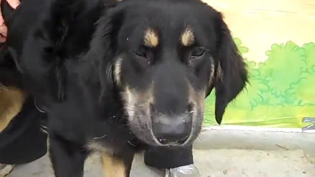 Kyle A4079106 RESCUED!!! смотреть онлайн