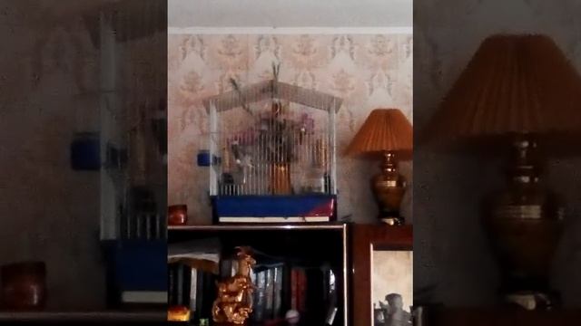 Седоголовый щегол г. Москва смотреть онлайн