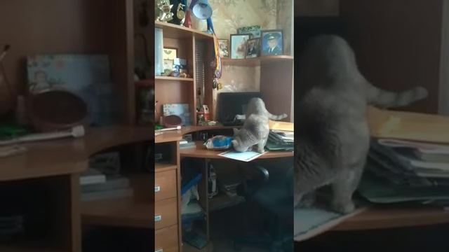 Смешной видео про кота кот пытается открыть чипсы смотреть онлайн