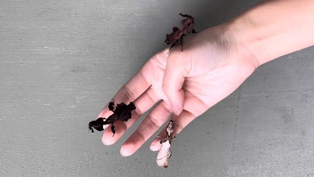 Different colors Ghost Mantis (mimicking dried leaves) смотреть онлайн