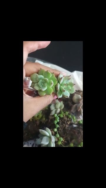 #short Echeveria chihuahuensis, viajan a su nuevo hogar ❤️❤️❤️ смотреть онлайн