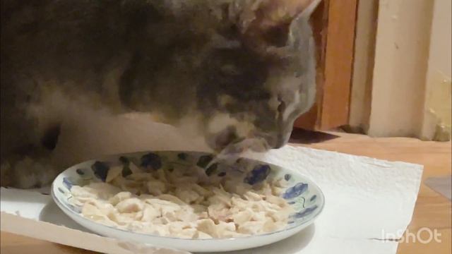 Кошка Пишка кушает ест? куриный суп 