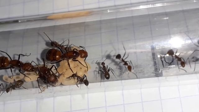 Camponotus Nicobarensis #2 [25/07/2021] смотреть онлайн