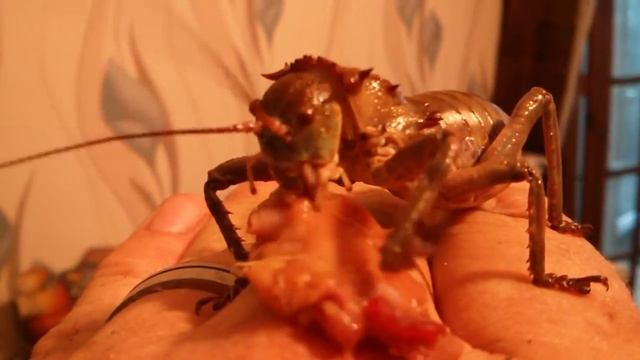 Gideon the Giant armoured cricket смотреть онлайн