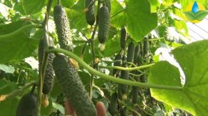 ПОЛЛИ F1 - МУЛЬТИПЛОДНЫЙ ОГУРЕЦ С ОТЛИЧНЫМ ТОВАРНЫМ ВИДОМ (11-04-2018)