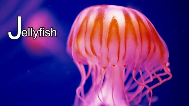 The Letter J | Phonics for Toddlers | Alphabet Letter J | ABCs смотреть онлайн