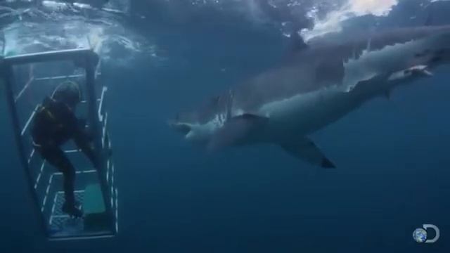 Shark movie смотреть онлайн