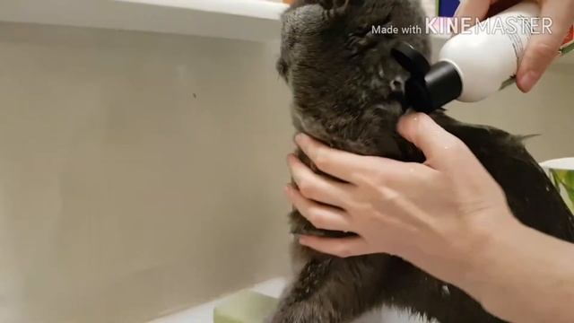Купаем нашу кошку Джесси!🐱 смотреть онлайн