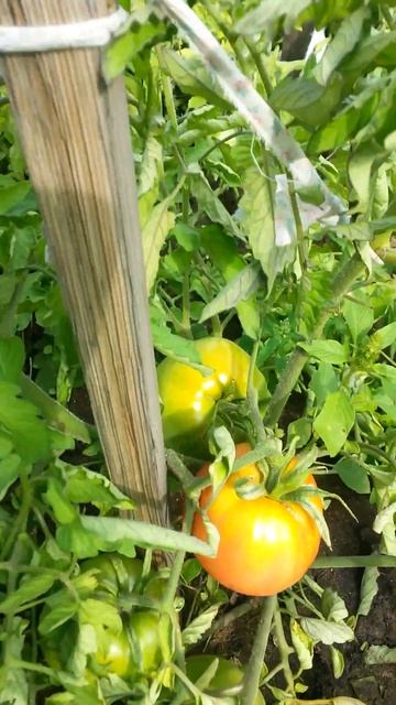 Двадцать первый куст помидора тоже Бычье Сердце - и один у него жёлтый Тридцать Первого Июля смотреть онлайн