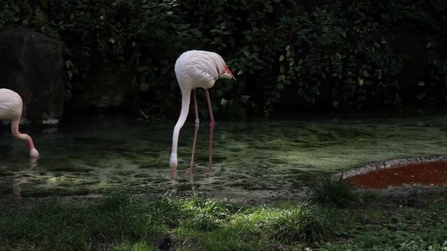 Pink Flamingo birds смотреть онлайн