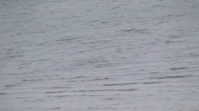 Little Tern, Fraticello (Sternula albifrons) смотреть онлайн