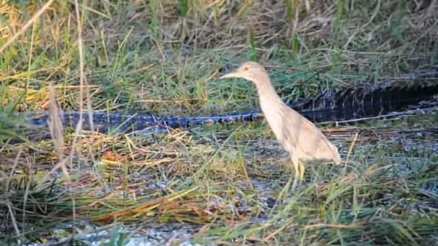 2-4-17 - Everglades and Flamingo Campground, Florida смотреть онлайн