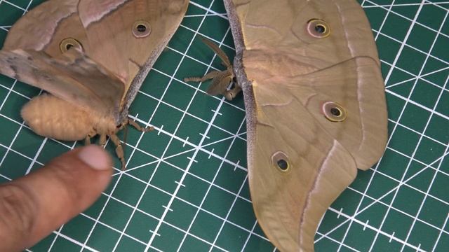 How to Breed Chinese Oak Silkmoths? - Antheraea pernyi in MothCycles смотреть онлайн