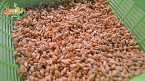 Три способа сделать проростки дома