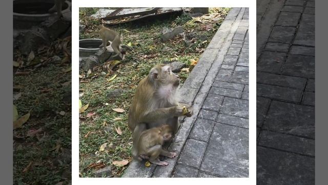 Monkey Hill Phuket смотреть онлайн