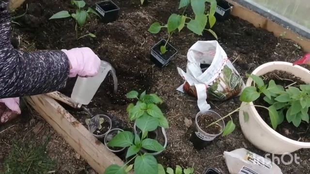 Пересадили сладкий перец и баклажаны в теплицу. Собрали первый урожай редиски смотреть онлайн
