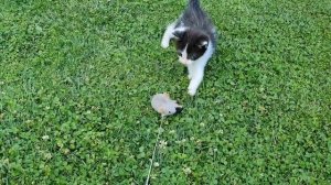 So funny cat! Подобрали с улицы замечательного котёнка. Не знаем возраст котёнка. Котенок очень