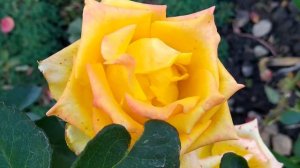 Новый турецкий сериал Два незнакомца 1 серия русская озвучка