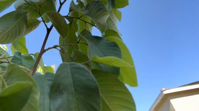 Cherimoya - One of the Easiest Fruit Trees to Grow смотреть онлайн