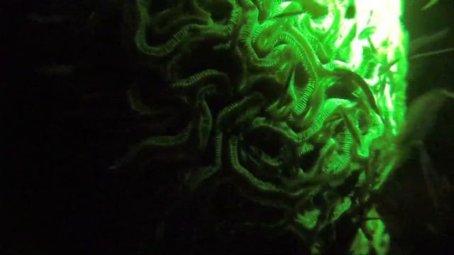 Cayman Brac night dive with bloodworms смотреть онлайн