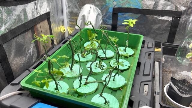 Citrus rootstocks and grafts in fog propagator