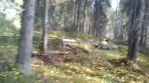 Проверка петель на рябчика