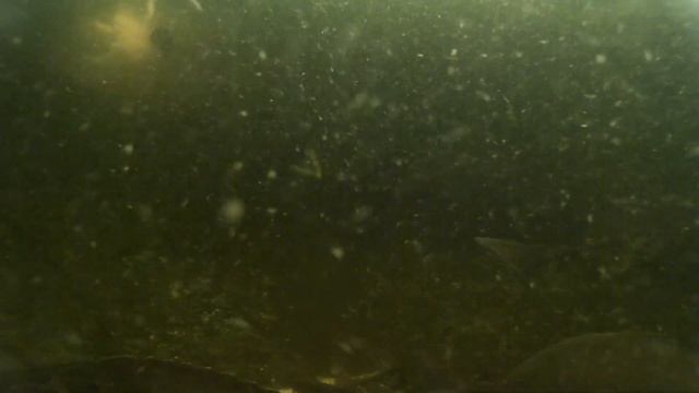 Дачные пруды с осетрами и форелью месяц без присмотра смотреть онлайн