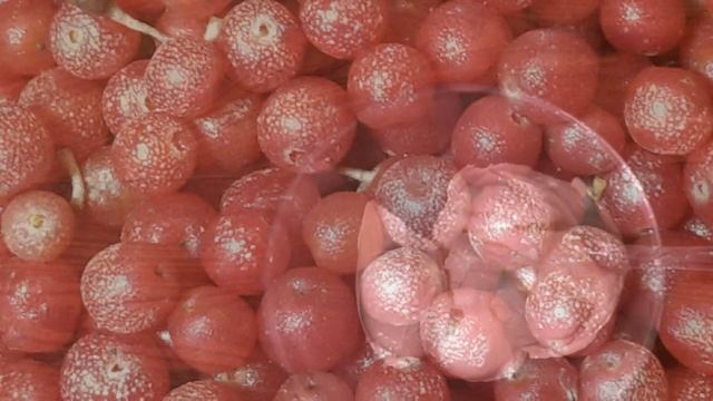 Millefoglie Cristina con Bacche di Goumi del Giappone (Dal Ricettario di Raffaela Millonig)