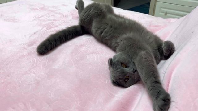 🔴🐈⬛🌝Кот Смоки 🔴Обзор смотреть онлайн