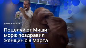 Поцелуй от Миши: морж поздравил женщин с 8 Марта