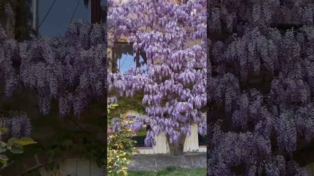 Глициния в Симеизе. Крым. Аквапарк «голубой залив» Цветет сейчас!!!Это что то невероятное!!! смотреть онлайн
