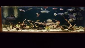 【No.672 水槽全景 2024.6.6撮影①】