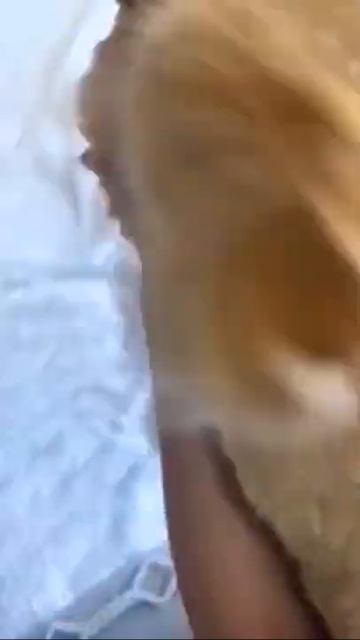 САМЫЙ ТОЛСТЫЙ КОТ НА ПЛАНЕТЕ #shorts смотреть онлайн