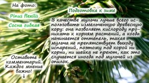 Зимовка сосны. Подготовка сосны к зимовке.