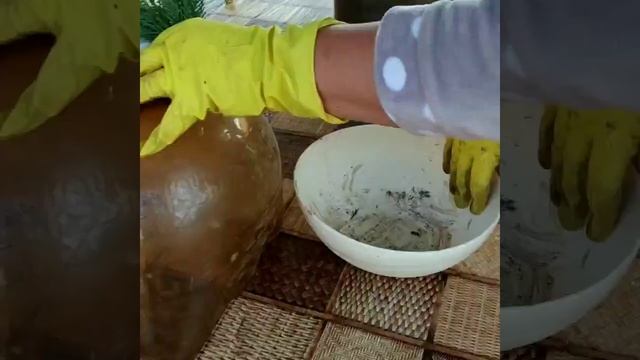 Укоренение хвойных смотреть онлайн