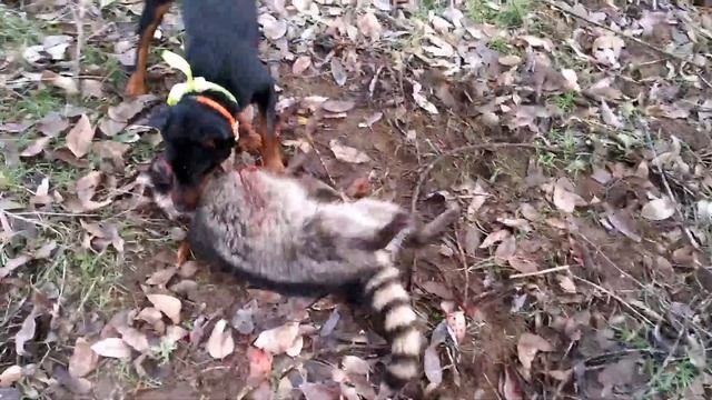 Jagdterrier First Racoon / Ягдтерьер - первый енот. 2015 смотреть онлайн