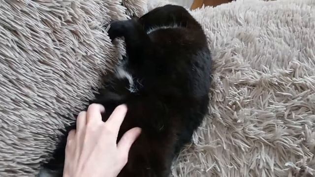 05 ноября 2018 года. Моё сокровище - Кот Бегемот. смотреть онлайн