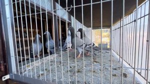 Готовлю спортивных голубей к сезону 2022  /вакцинировать молодых /обзор немецких голубей