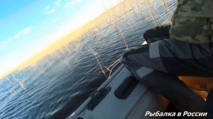 Ловля плотвы в нерест на Чудском озере. Шикарный клёв на поплавочную удочку.