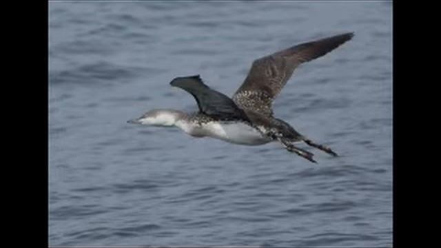 Летела гагара New смотреть онлайн