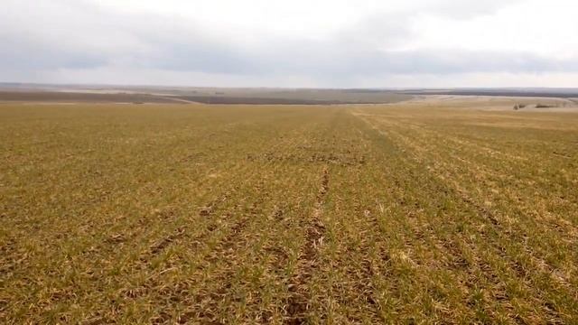 Озимая пшеница после проса и ярового ячменя. Обзор состояния на 21.03.2021