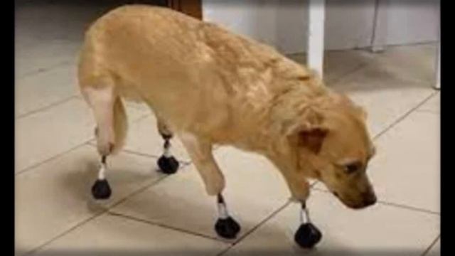 Cruel people deprived the dog of all paws. Siberian doctors gave her prosthetics. Save the animals
