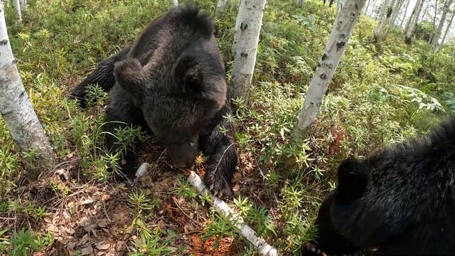 Как выживают в лесу медведи. смотреть онлайн