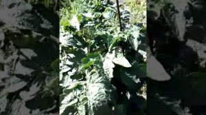 Черри в бочке.