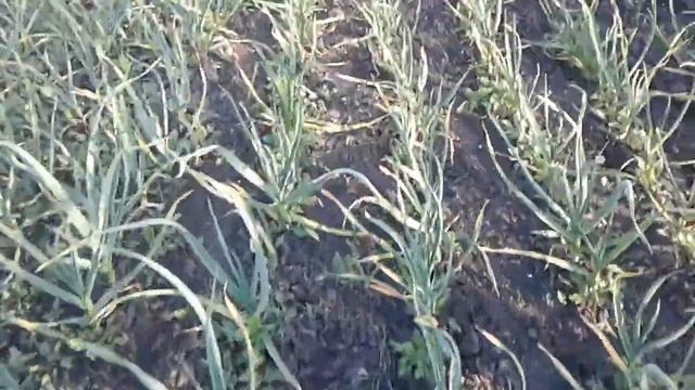 И опять про чеснок. смотреть онлайн