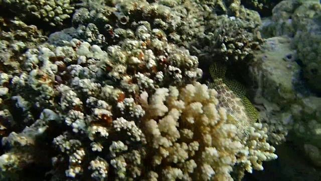 короткая экзалия смотреть онлайн