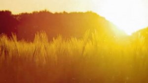 Видео музыка 1