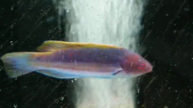 Purple Velvet Wrasse