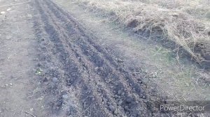 Укрываю лук посаженный под зиму.